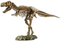 EDU-37329 T-Rex Skeleton Model