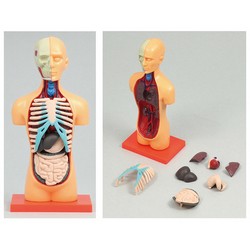 ARTEC 008730 Torso Anatomy Model