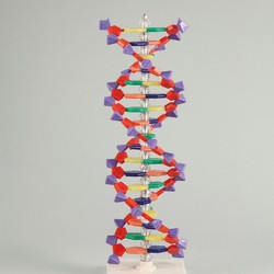 ARTEC 008982 DNA Structure A