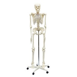 ARTEC 009975 Model of Human Skeleton On Pelvic Mounted 5 Foot Roller Stand, 66.9