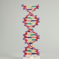 ARTEC 008982 DNA Structure A